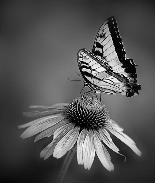 237 - BUTTERFLY WITH CONE FLOWER - NGUYEN KIM-LOAN - united states.jpg
